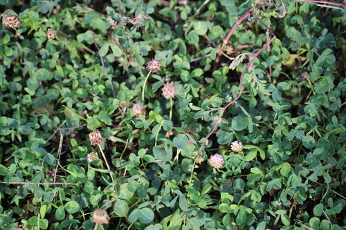 Strawberry clover