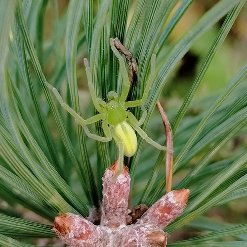 Green Huntsman Spider