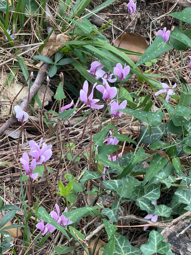 Ivy-leaved cyclamen