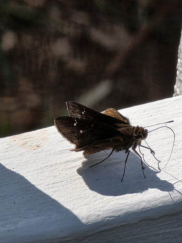 Clouded Skipper