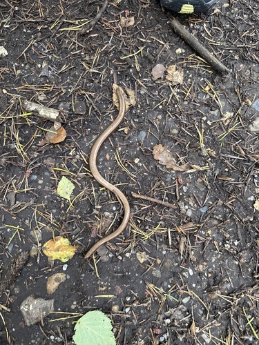 Common Slowworm