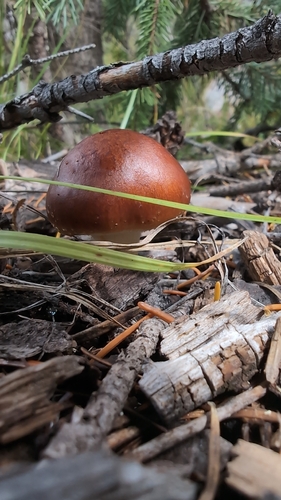 Pholiota rufodisca