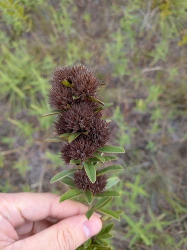 round-headed bush clover