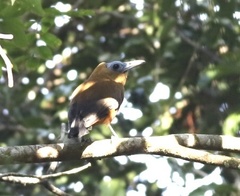 Perissocephalus tricolor