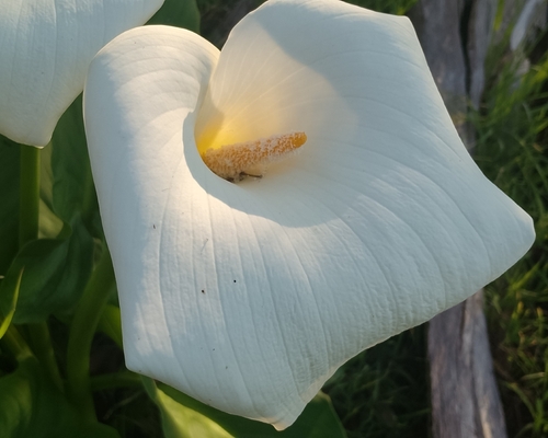calla lily