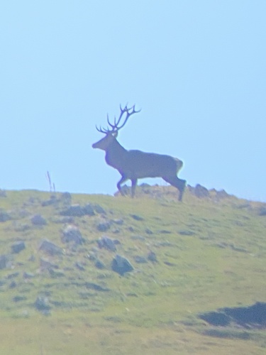 Red Deer