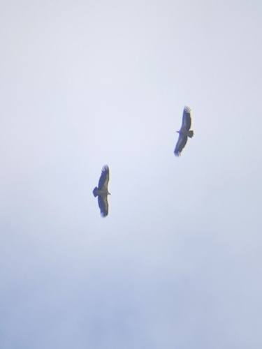 Eurasian Griffon