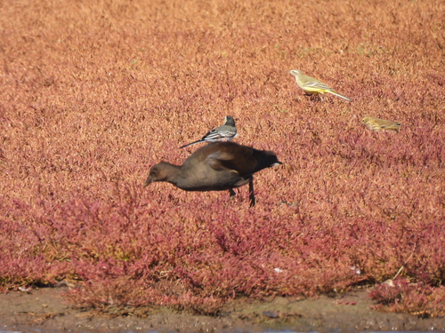 Gallineta común (Gallinula chloropus)
