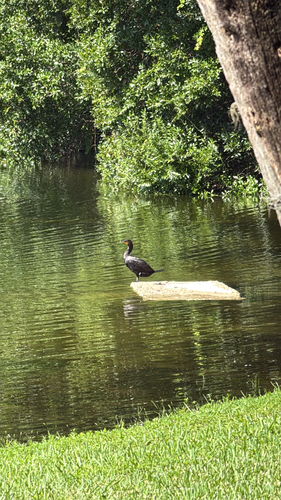 Double-crested Cormorant