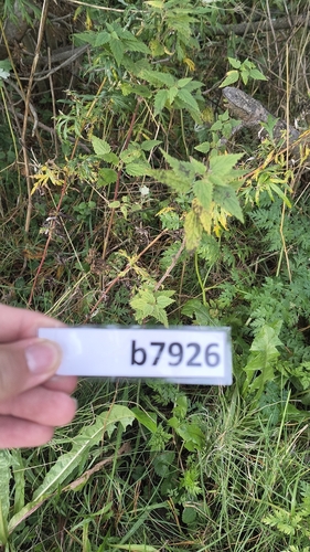 great stinging nettle