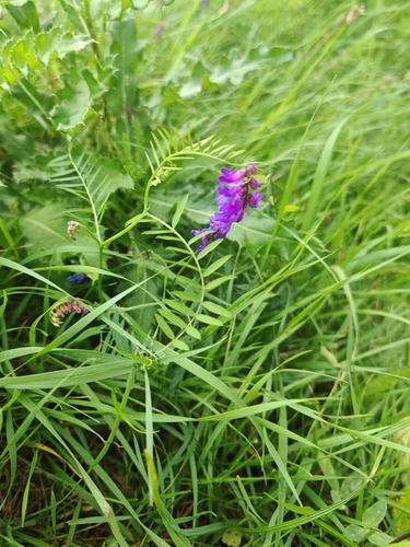tufted vetch