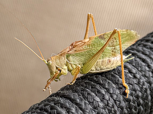 Upland Green Bush-cricket