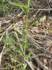 Caulanthus lasiophyllus