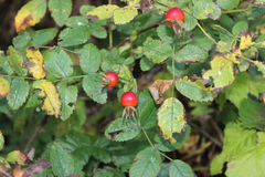 Rosa nutkana, photograph (c) Aden Sommerville, some rights reserved (CC BY)