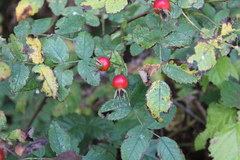 Rosa nutkana