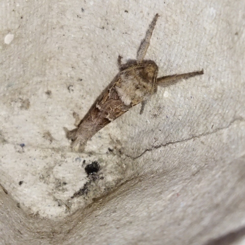 Triodia amasinus