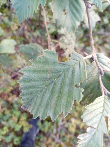 grey alder
