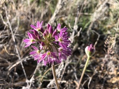 Allium bisceptrum