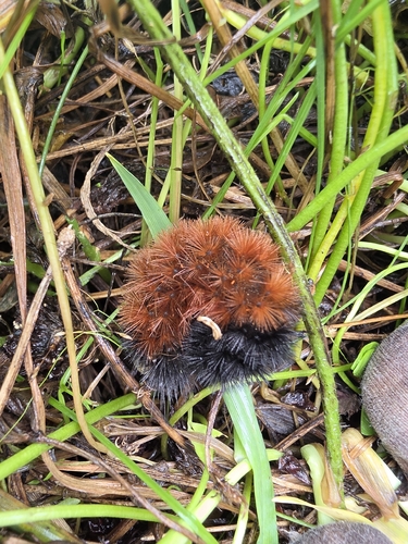 Isabella Tiger Moth
