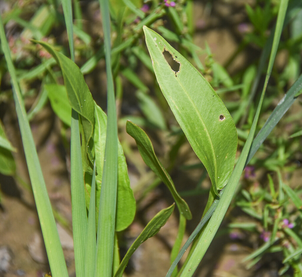 Sagittaria platyphylla; photograph (c) Jay Pruett, some rights reserved (CC BY)