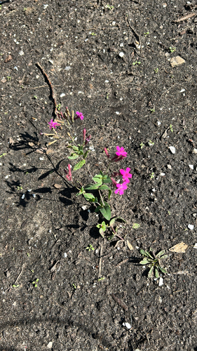 Sweet William Catchfly