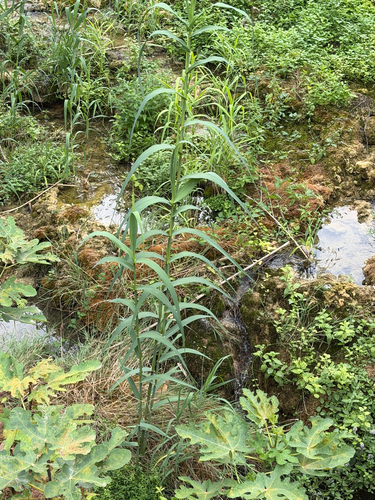 giant reed