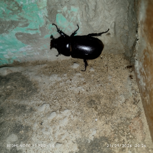 Coconut Rhinoceros Beetle