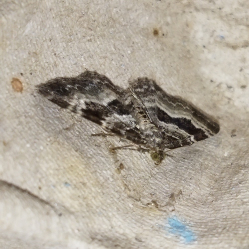 Common Carpet Moth