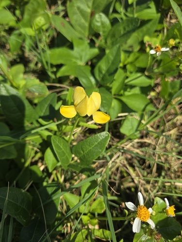 Wild Cowpea