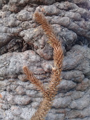 Araucaria angustifolia