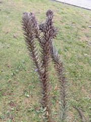 Araucaria angustifolia