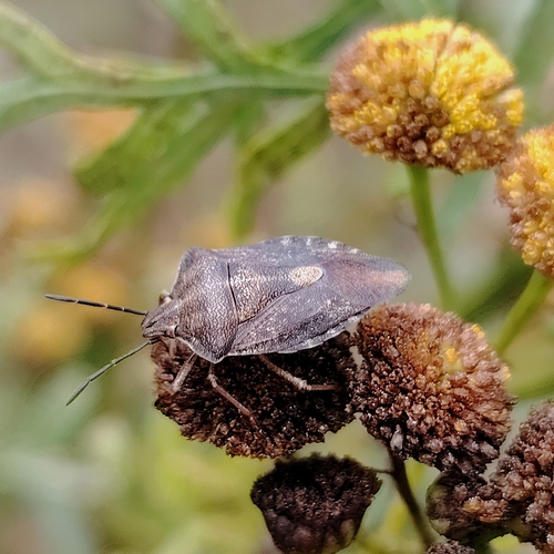 Black-shouldered Shieldbug