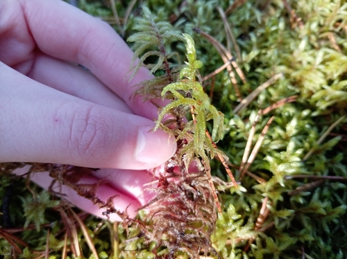 Red-stemmed Feather Moss