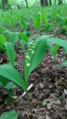 Convallaria majalis