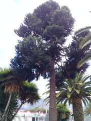 Araucaria angustifolia