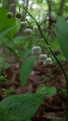 Convallaria majalis