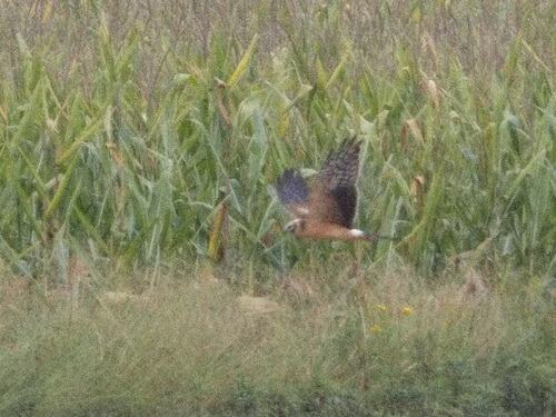Pallid Harrier