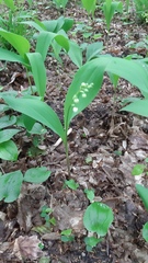 Convallaria majalis