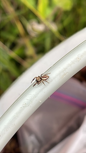 Bronze Jumping Spider