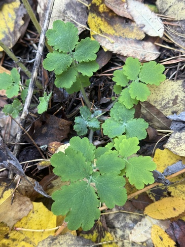 Greater celandine