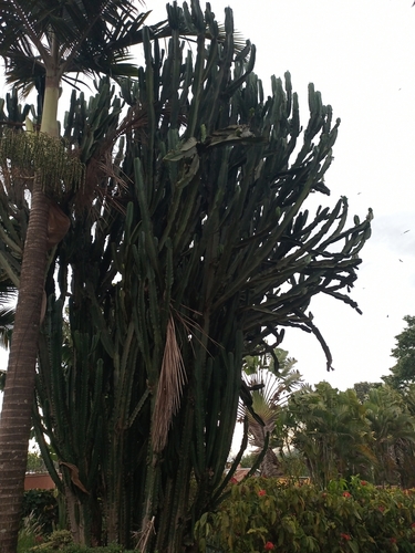 Common Tree Euphorbia
