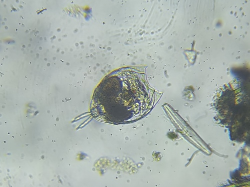 月形腔轮虫