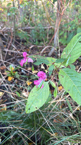 Himalayan balsam