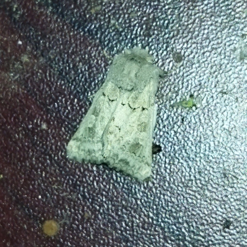 Episema lederi