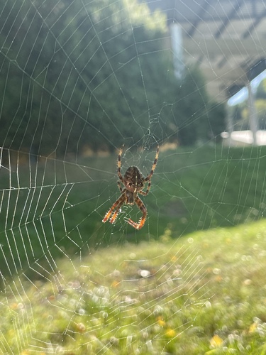 Cross Orbweaver