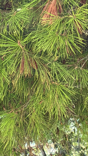 Aleppo pine
