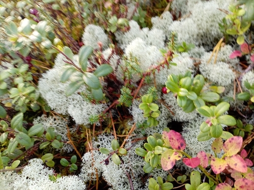 Star-tipped Reindeer Lichen