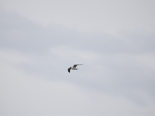Caspian Tern
