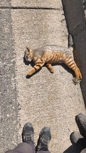 コロコロ
