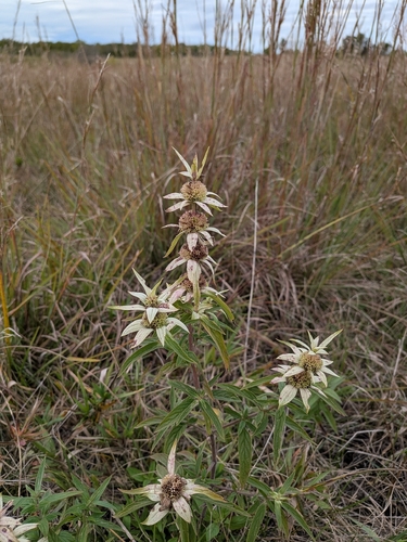 spotted horsemint